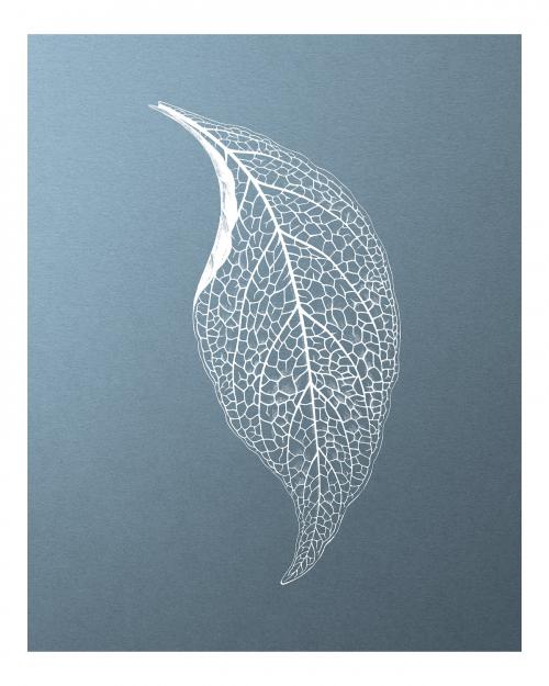 Adelaster Albivenis, engraved leaf illustration wall art print and poster design remix from original artwork of Benjamin Fawectt - 2267493