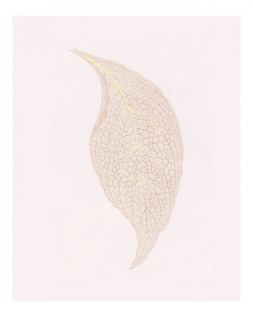 Adelaster Albivenis, engraved leaf illustration wall art print and poster design remix from original artwork of Benjamin Fawectt - 2267501