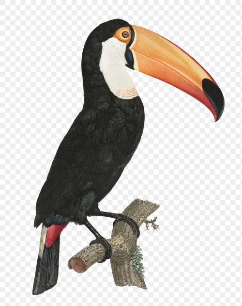 Toco toucan vintage illustration transparent png, remix from original artwork. - 2271710