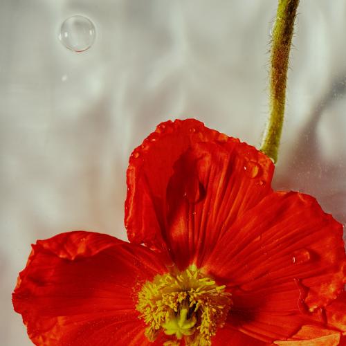 Close up of red poppy flower with water drops - 2273597
