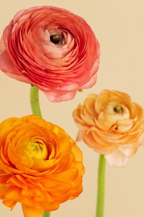 Blooming ranunculus flowers - 2276548