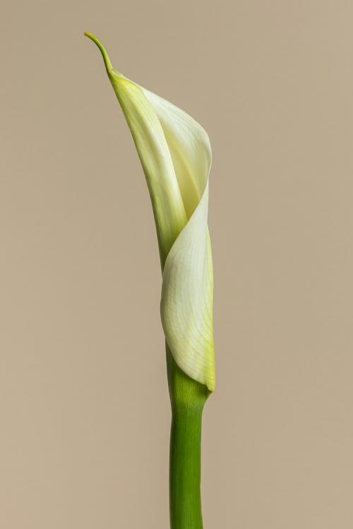 White lily flower on beige background - 2278286