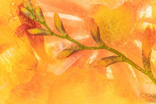 Orange natural branch of forsythia flowers background - 2279815