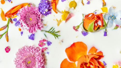 Colorful summer flowers in a milk bath background - 2293664