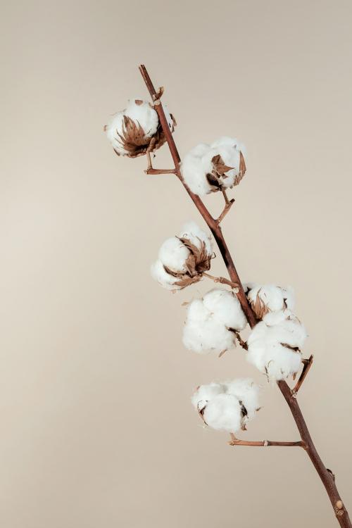 Dried natural cotton branch isolated on beige background - 2255353