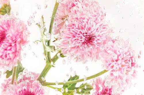 Pink chrysanthemum flowers and leaves in water covered with air bubbles - 2270469