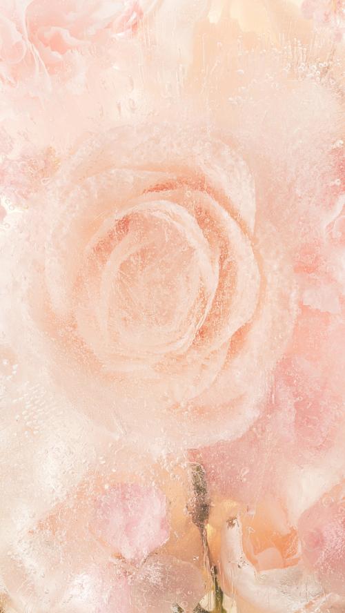 Pink blooming rose flower background - 2293701