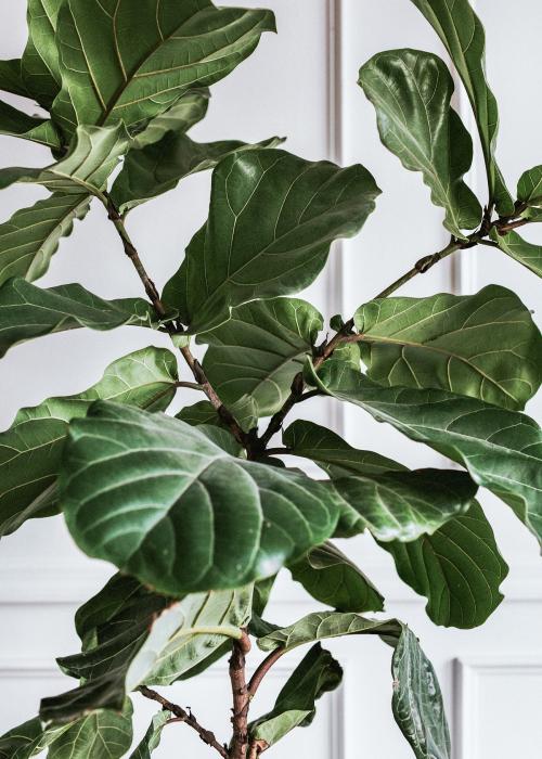 Fiddle leaf fig plant - 1224466