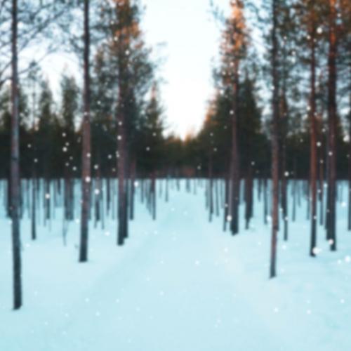 Forest on a snowy day - 1229654