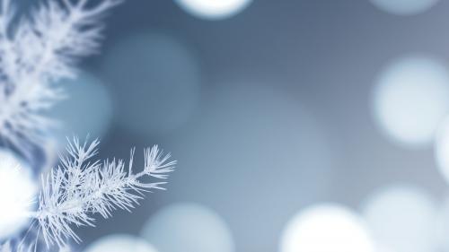 White snowy pine branch background - 1229694