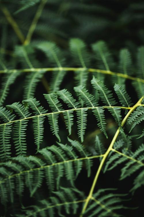 Macro shot of fern branch - 1230507