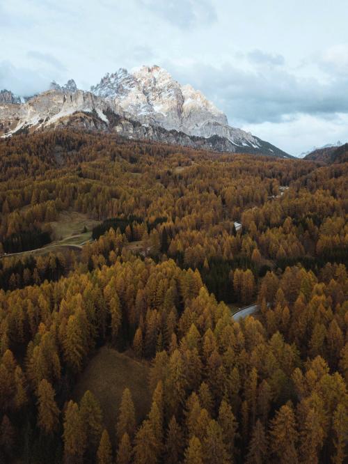 Autumnal pine forest drone shot - 1230582