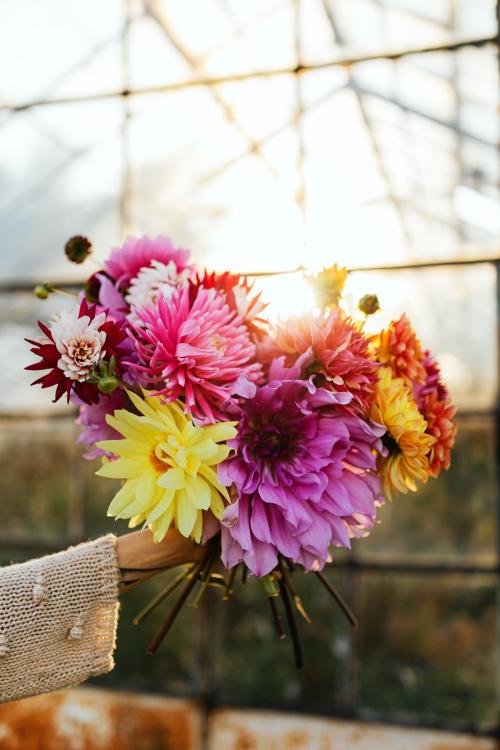 Woman holding a bouquet of colorful flowers - 1232017