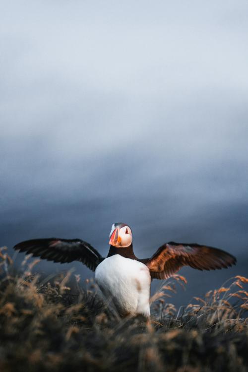 Closeup of a puffin with fish in its beak - 1234796