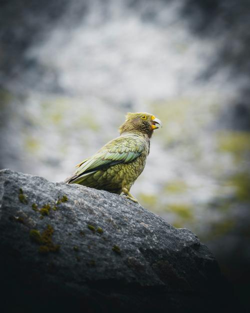 Kea bird on a rock macro shot - 843890