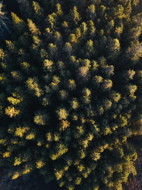 Drone view of Whinlatter Forest park at the Lake District in England - 935836