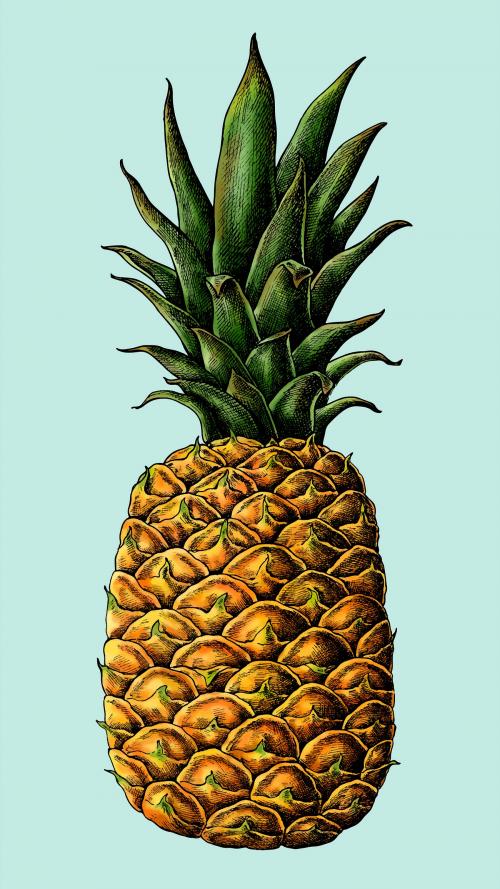 Fresh prickly pineapple drawing vector - 1016430