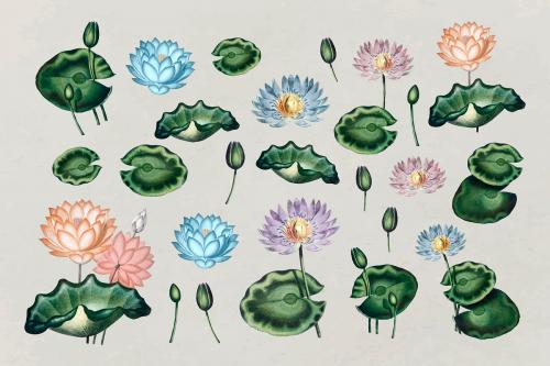 Botanical water lilies collection vector - 1016547