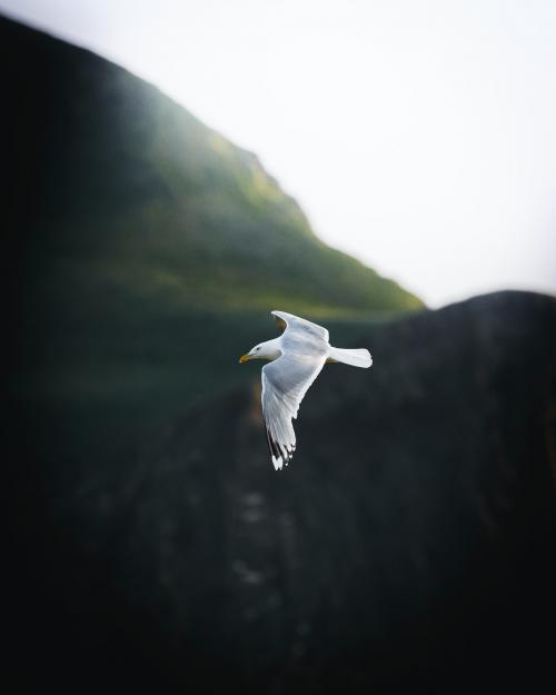 Closeup of a flying seagull - 1227132