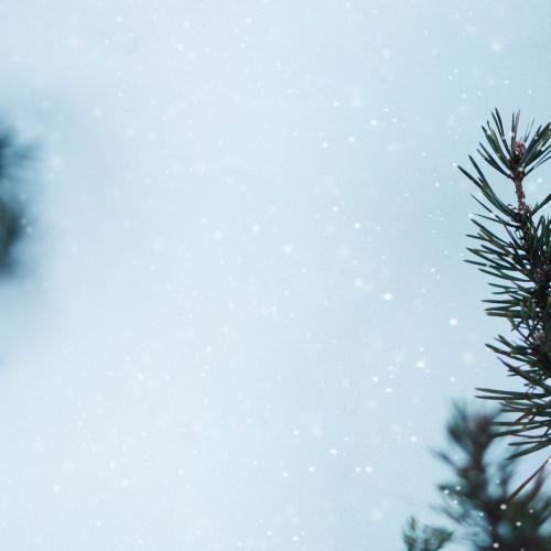 Pine branches in a snowy day background - 1229571