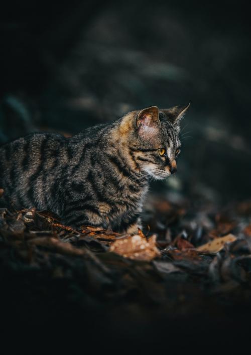 Closeup of a rare wild cat in Zhangjiajie, China - 935523