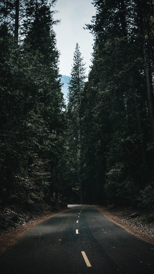 Road passing through the Yosemite National Park mobile screen wallpaper - 1221341