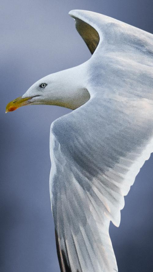 Closeup of a flying seagull mobile phone wallpaper - 1227128