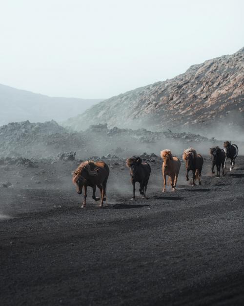 Horses running on a dusty volcano - 1227130