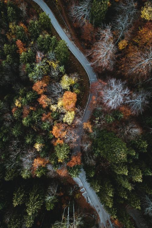 Road among an autumnal forest drone shot - 1230436