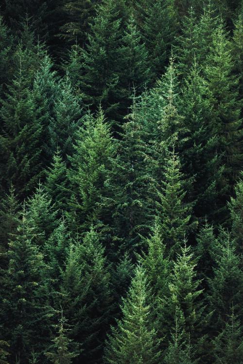 Macro shot of pine forest - 1230541