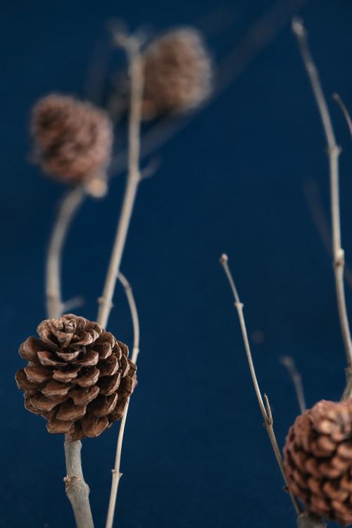 Festive pinecones on a branch - 1231334