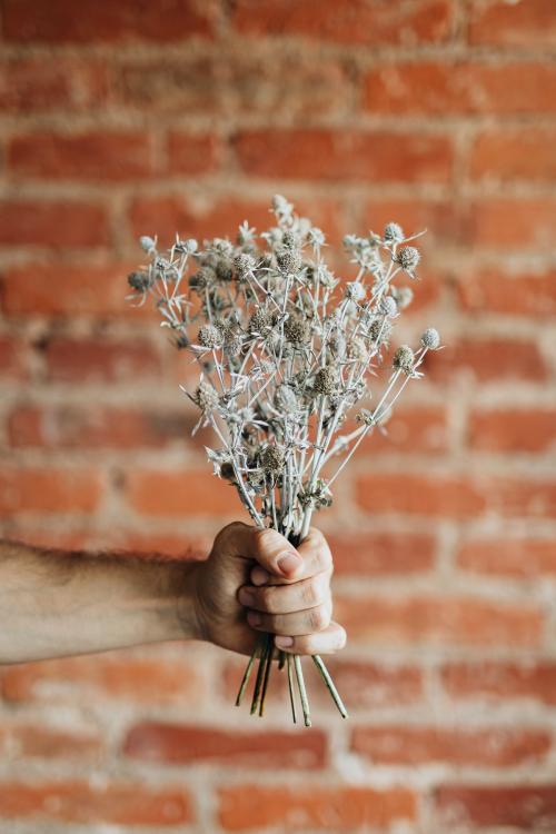 Man holding a bouquet of dried blue thistle - 1232037