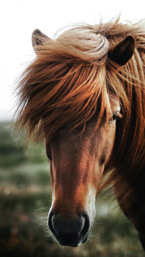 Brown horse in a field - 1234797