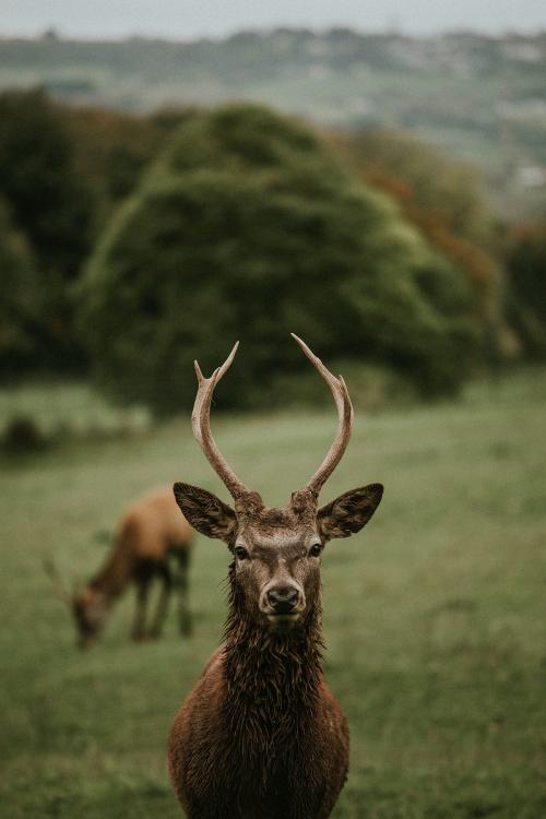 Deer in a meadow - 598279