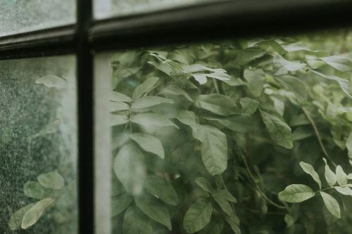 View of a garden through the windowspane - 598325