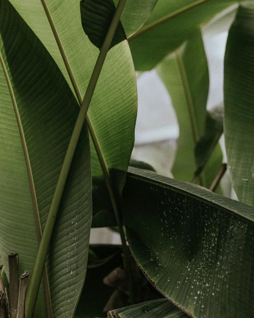 Closeup of bird of paradise leaves - 598344