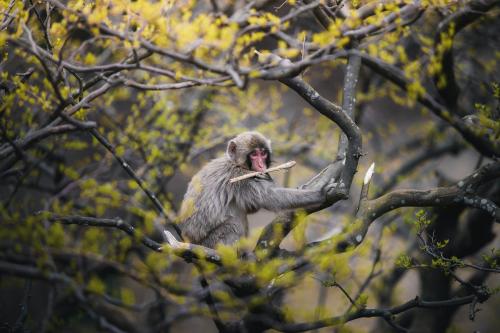 Japanese macaque on a tree in Arashiyama, Kyoto, Japan - 843884