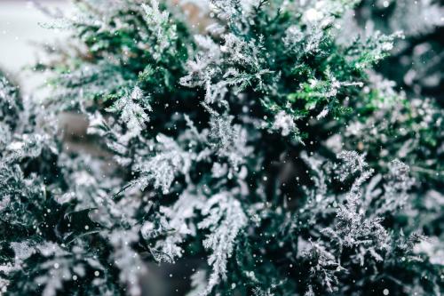 Closeup of spruce covered with snow - 1229656