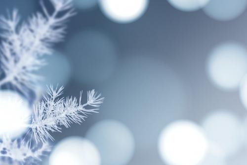 Frosty tree with white bokeh lights background - 1229698