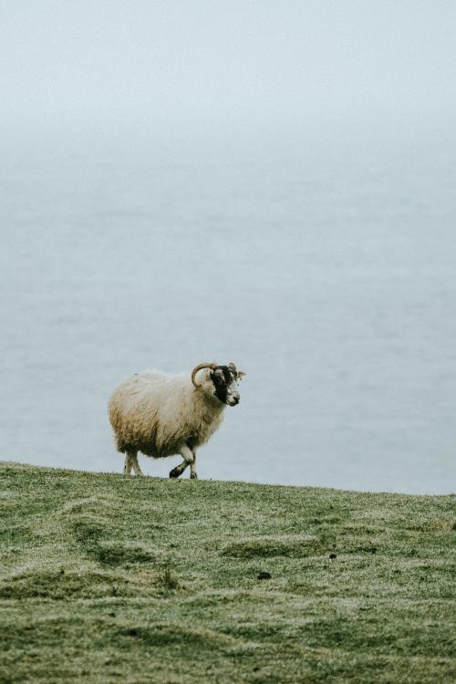 Scottish Blackface sheep at Talisker Bay on the Isle of Skye in Scotland - 935928