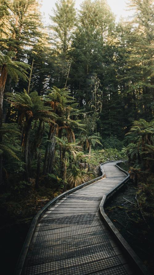 Boardwalk in the woods in Australia mobile phone wallpaper - 1218433