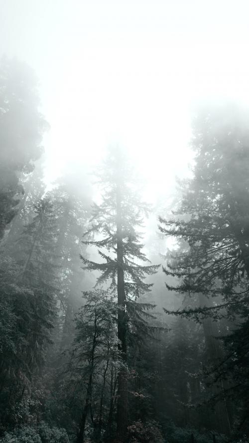 Redwood National Park in a mist, California USA mobile phone wallpaper - 1218445