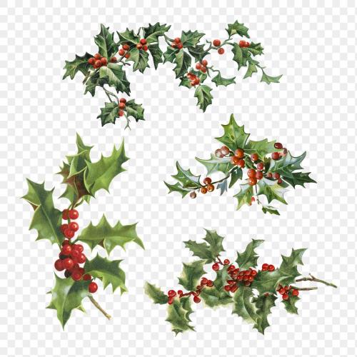 Festive holly leaves set transparent png - 1232744