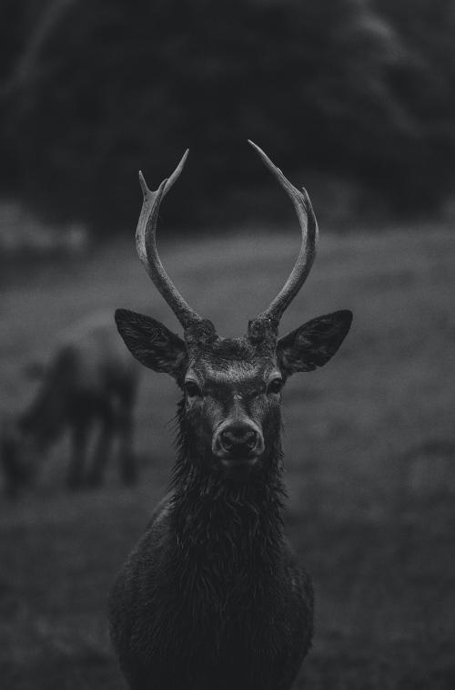 Closeup of deer in nature - 598271