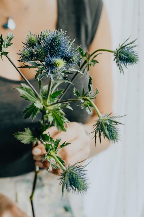 Woman holding a blue thistle - 937381