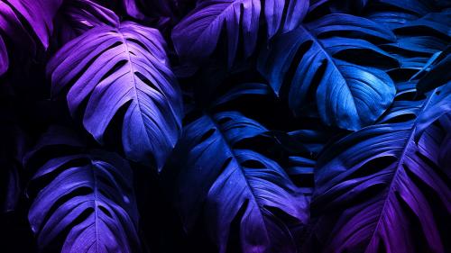 Neon tropical Monstera leaf banner - 1220015