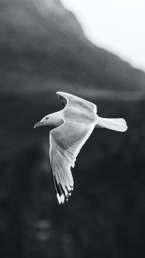 Closeup of a flying seagull mobile phone wallpaper - 1227134