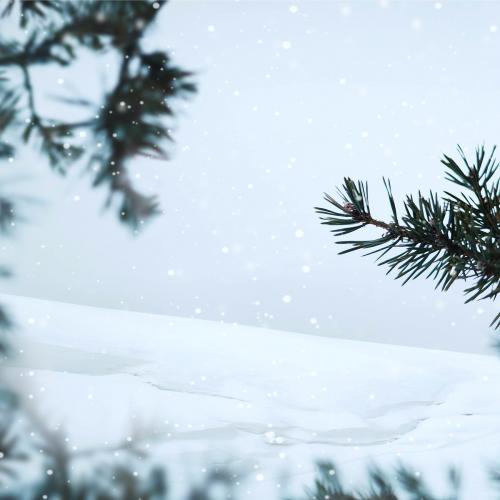 Pine branches in a snowy day background - 1229631