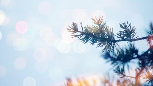 Closeup of spruce covered with snow - 1229643