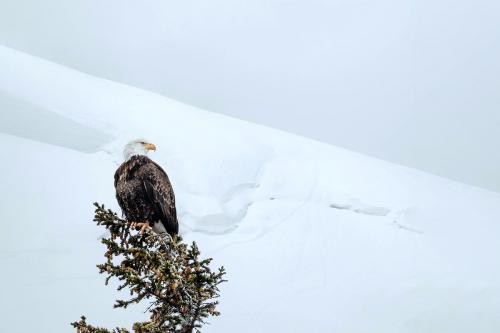 Closeup of an eagle on a snowy day - 1229745